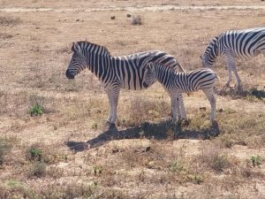 south africa zebras