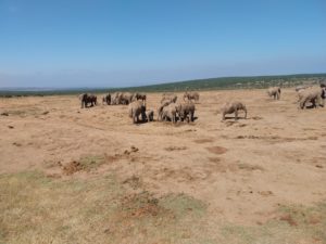 south africa elephants