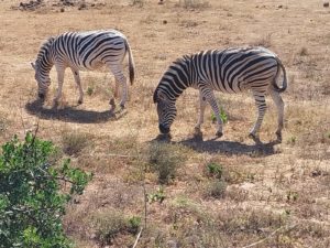 south africa zebras