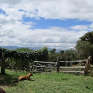 LVS Ascot Colombia trip
