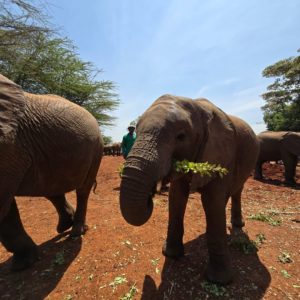 kenya