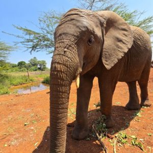 kenya
